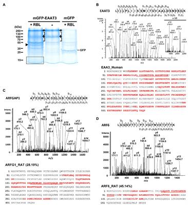 Constitutive Endocytosis of the Neuronal Glutamate Transporter Excitatory Amino Acid Transporter-3 Requires ARFGAP1